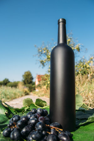 a bottle of wine stands on the background of the green leaves of the vineyard, near a bunch of grapes. vine. natural drink, private vineyards.countryside, natural productの写真素材