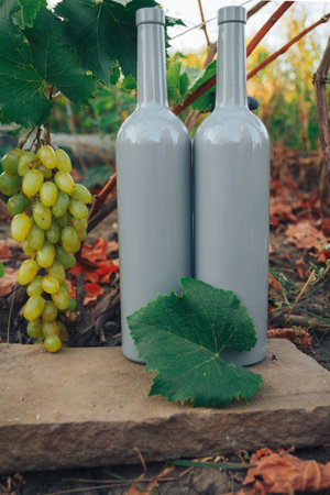 two gray bottles of wine stands on the ground next to grapes, green leaves and a vine. countryside, natural productの写真素材