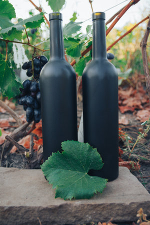 A two black bottle of wine stands on the ground next to grapes, green leaves and a vine. countryside, natural productの写真素材
