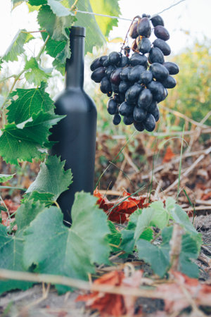 A black bottle of wine stands on the ground next to grapes, green leaves and a vine. countryside, natural productの写真素材