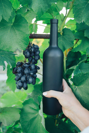 female hand, middle-aged, holding a black bottle of wine and grapes on the background of green leaves of grapes. vine countryside, natural productの写真素材