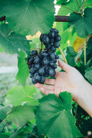 female hand, middle-aged, holding grapes on a background of green leaves of grapes. vine. countryside, natural productの写真素材