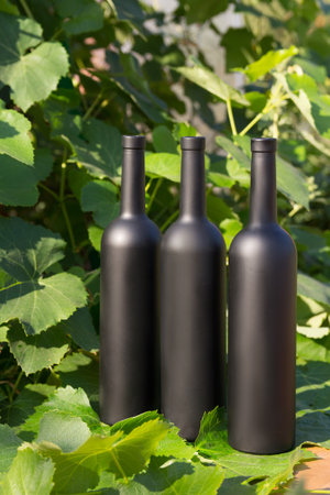 three bottles of black on the background of grape leaves, in the leaves, on the street. vineyard in the countryside. natural production.Home wine.の写真素材