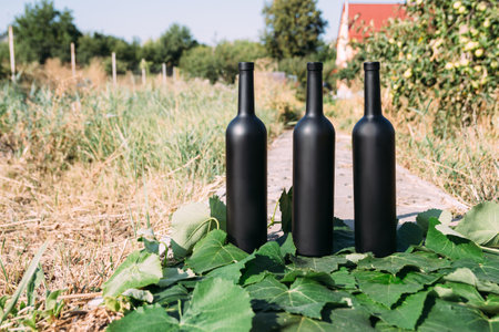 three black wine bottles, stand on green, grape leaves, on the road in the village. the back garden and the house are seen.Home wine.の写真素材