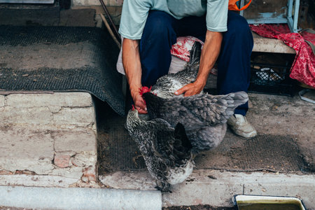 Hen feeding. man are fed from hands a black chicken with a red comb. farming