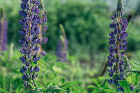 Beautiful Lupinus polyphyllus. field of high purple and blue flowers. lutin. garden