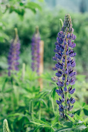 Beautiful Lupinus polyphyllus. field of high purple and blue flowers. lutin. garden