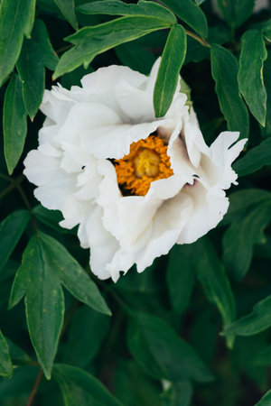 Green bud of peony surrounded by green leaves close-up. opened white peony budの写真素材