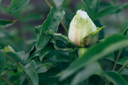 Green bud of peony surrounded by green leaves close-up. unopened white peony budの写真素材