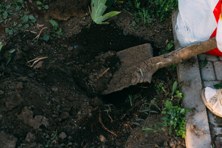 shovel in the ground plant. farm tools crop. shovel drip the earth dig upの写真素材