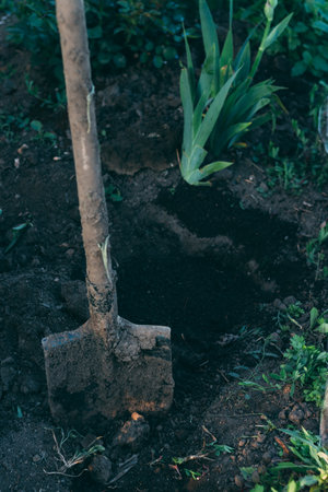 shovel in the ground plant. farm tools crop