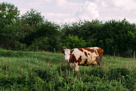 Landscape with one young cow. a brown and white cow stands on the field. chews grass. villageの写真素材