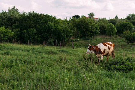 Landscape with one young cow. a brown and white cow stands on the field. chews grass. villageの写真素材