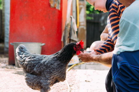 Hen feeding. boy and man are fed from hands a black chicken with a red comb. farmingの写真素材