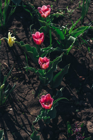 Several nice red tulips with green leaves growing in garden on spring sunny day. four pink-red tulips grow on the garden bedの写真素材