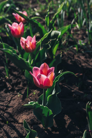 Several nice red tulips with green leaves growing in garden on spring sunny day. four pink-red tulips grow on the garden bedの写真素材