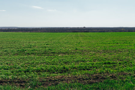 Green field. The forest in the background. Late autumn. Cloudy day. Springの写真素材