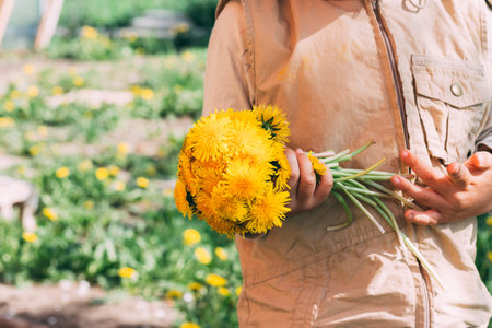 bouquet of dandelions in children's hands. hands holding a dandelion flowers bouquet in meadow. Selective focus. a lot of yellow dandelions in children's hands. a gift to momの写真素材
