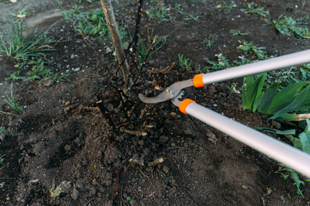 Pruning roses early in the spring. Formation of a rose bush by a gardener. Secateur in the hands of...