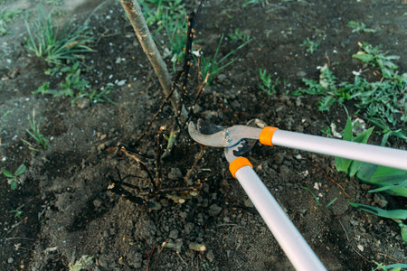 Pruning roses early in the spring. Formation of a rose bush by a gardener. Secateur in the hands of the gardener. crop the branches of roses with a garden prunerの写真素材