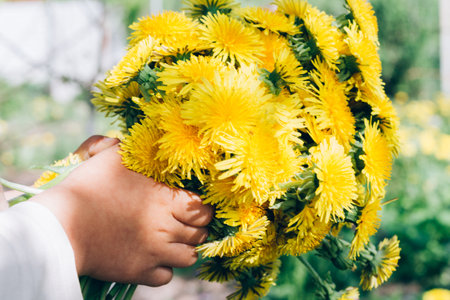 bouquet of dandelions in children's hands. hands holding a dandelion flowers bouquet in meadow. Selective focus. a lot of yellow dandelions in children's hands. a gift to momの写真素材