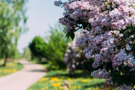 branch, bush with purple lilac against the background of the road in the village drenched by the sun, summer, spring.の写真素材