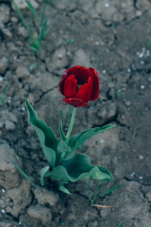 One red tulip grows in the ground in the garden, on a flowerbed. Spring garden.Holidayの写真素材