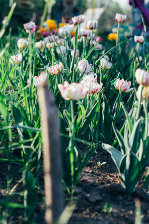 Many white with pink tulips grow in the ground in the garden, on a bed. Spring garden.Holidayの写真素材