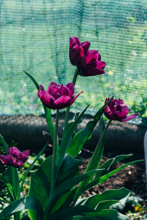 several purple tulips grow in the ground in the garden, on a flower bed. Spring garden. Holidayの写真素材