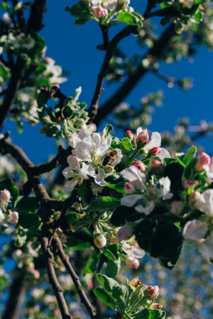 Apple flowers over natural green background.apple blossom Apple flowers on the branch, new leaves....