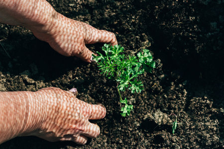 Female hands plant a green plant in the ground. on his hands a shadow from the net. hands in pattern. plant the plants on the farm. farming and breeding. hobby.の写真素材
