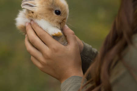 little brown with white rabbit in children's hands on a green backgroundの写真素材