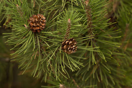 Pollen falling from the new pine blossom. green needles on a pine and young cones
