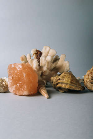 seashells, sea horse, coral on a gray background, flatplay. not live, dried sea horse stands next to...
