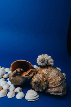 seashells on a blue background, flatplay. sea summerの写真素材