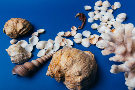 seashells, sea horse, coral on a blue background, flatplay. not live, dried sea horse stands next to the coral and shellの写真素材