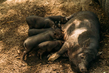 Fertile sow lying on straw and piglets suckling.farm, zoo cultivation of pigs. mini pig Korean guinea pigs Vietnamese pigsの写真素材