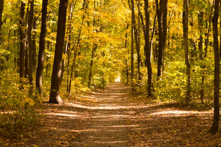 yellow autumn forest with many trees and yellow leaves on the ground