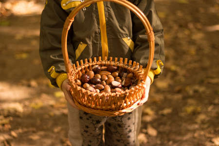 basket with acorns and cashmere in the hands of a child, autumn. in the hands of children basket with acorns.の写真素材