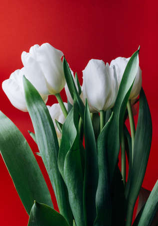 a bouquet of white tulips on a red backgroundの写真素材