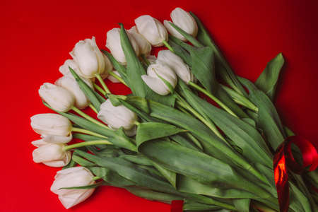 a bouquet of white tulips on a red background, with red ribbonの写真素材