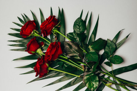 The studio photo of a red rose on a gray background, green leavesの写真素材