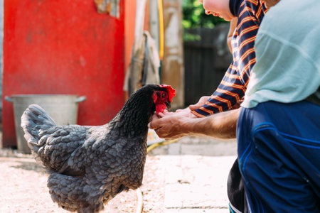 Hen feeding. boy and man are fed from hands a black chicken with a red comb. farmingの写真素材