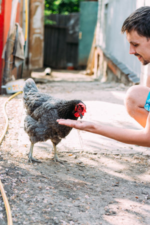 Hen feeding. man are fed from hands a black chicken with a red comb. farmingの写真素材