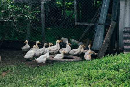Many small domestic ducklings on the poultry yard walk on the green grass on the farm. economyの写真素材