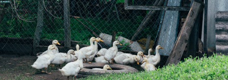 Many small domestic ducklings on the poultry yard walk on the green grass on the farm. economyの写真素材