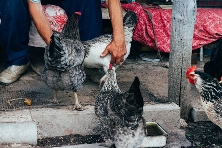 Hen feeding. man are fed from hands a black chicken with a red comb. farmingの写真素材