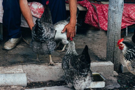 Hen feeding. man are fed from hands a black chicken with a red comb. farmingの写真素材