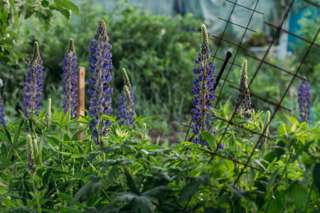 Beautiful Lupinus polyphyllus. field of high purple and blue flowers. lutin. gardenの写真素材