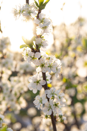cherry branch with white flowers blooming in early spring in the garden. at sunset of the day, the setting sun shines on a branchの写真素材